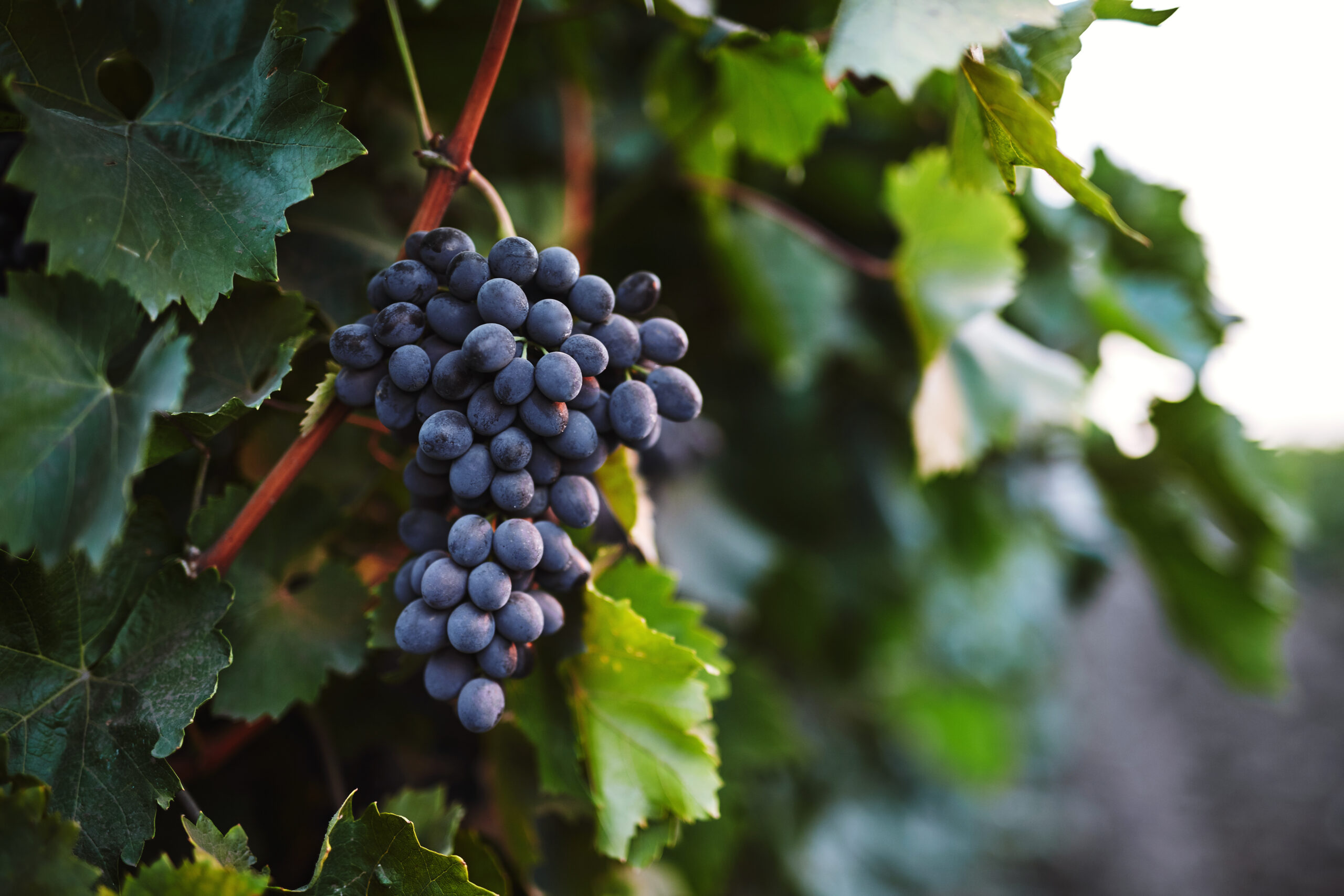 Wine Festival tour in Moldova Visit Moldova